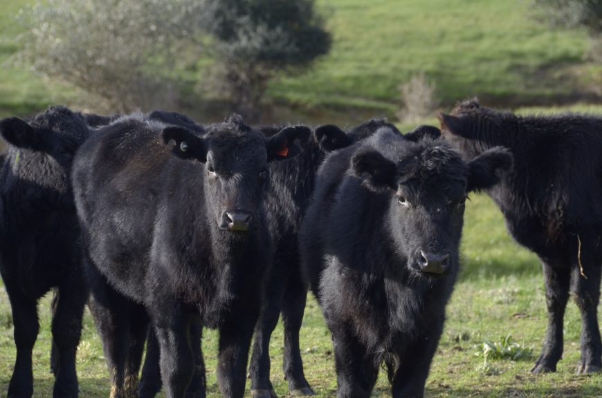 Worm Control In Beef Cattle