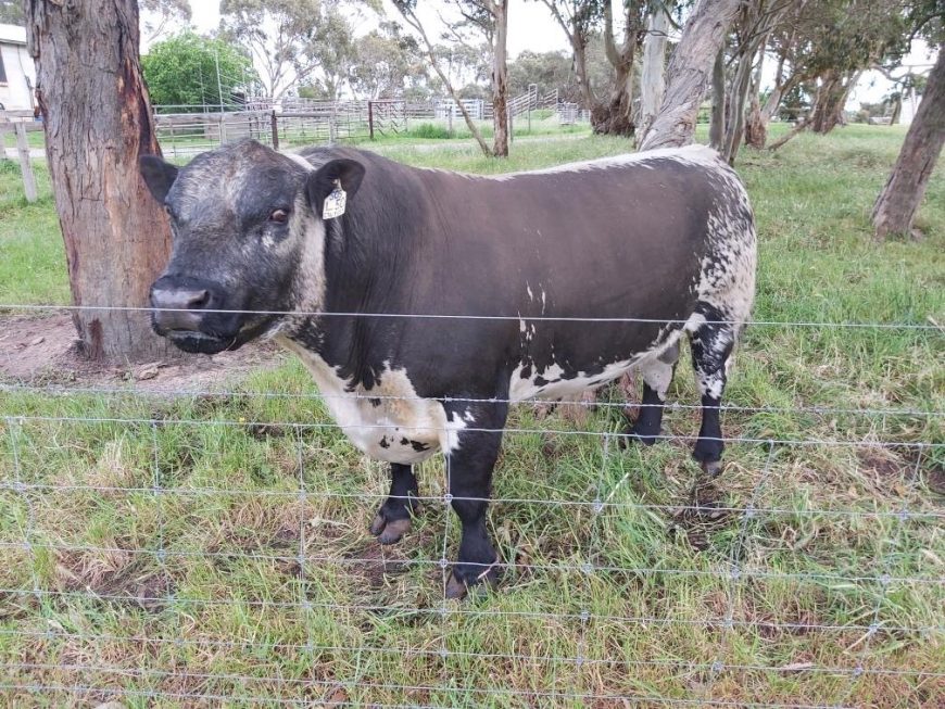 FOR SALE - Speckle Park Bull $4,500 ONO (plus GST)