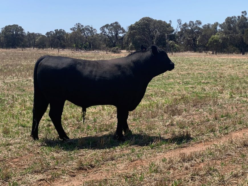Angus Bulls For Sale
